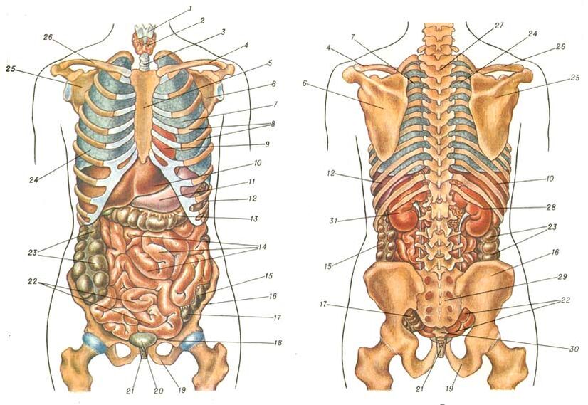 struttura corporea e dolore sotto la scapola sinistra