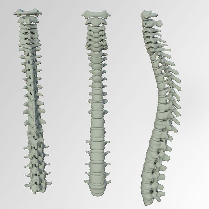 Schema della colonna vertebrale
